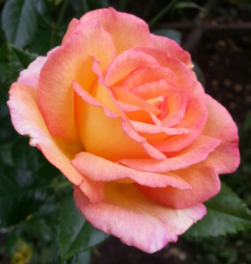  photo 20140720_102754-1_zpsjubi9c1t.jpg